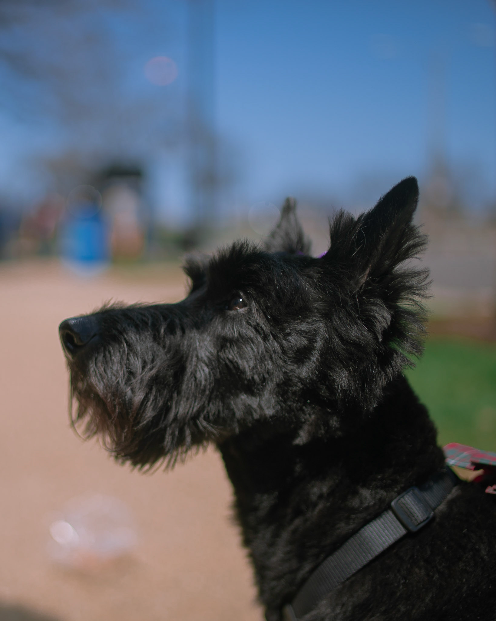 Photo of a Scottish terrier by Sam Casey