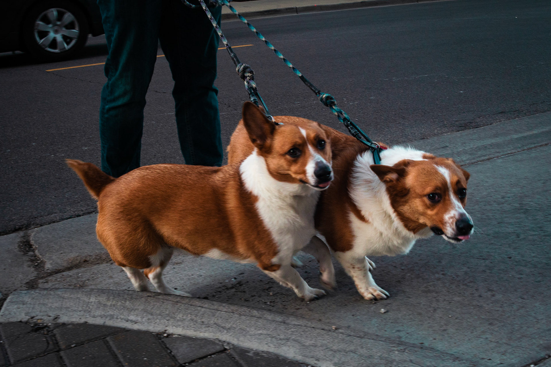 "The Running of the Doggos," two running Corgis on leashes on a sidewalk on Schiller Street in Chicago by Sam Casey