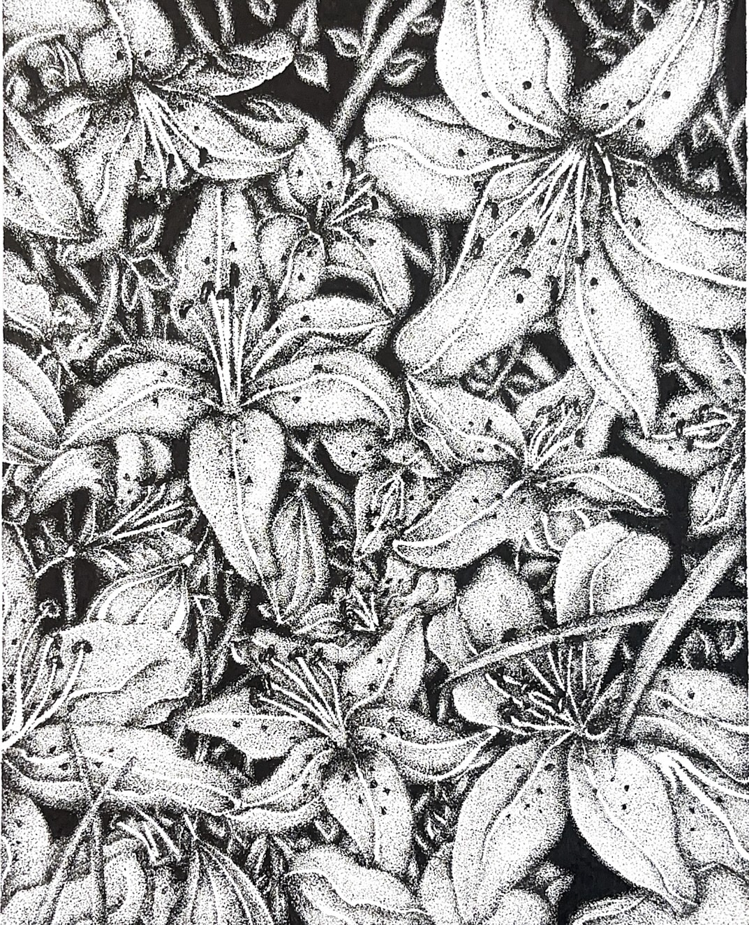 Lilies