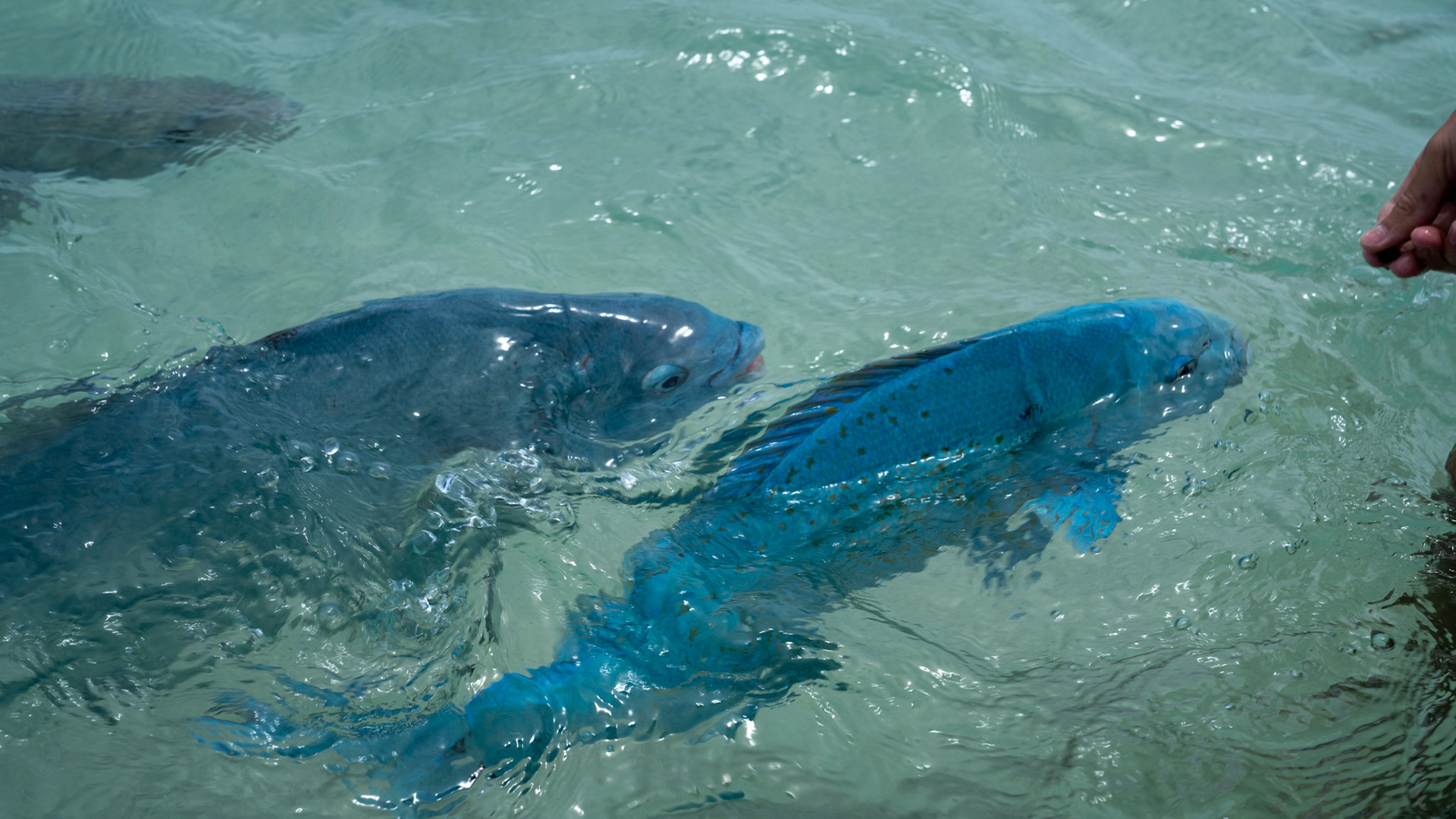 Feeding the fish at Neds Beach