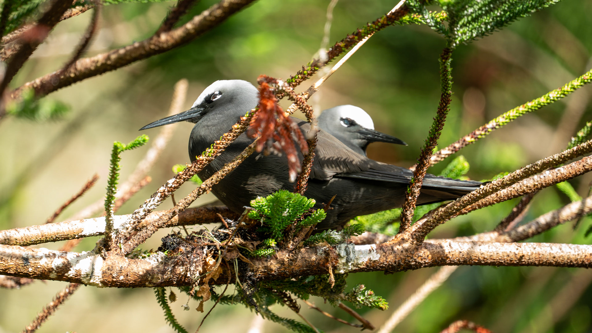 Black Noddy