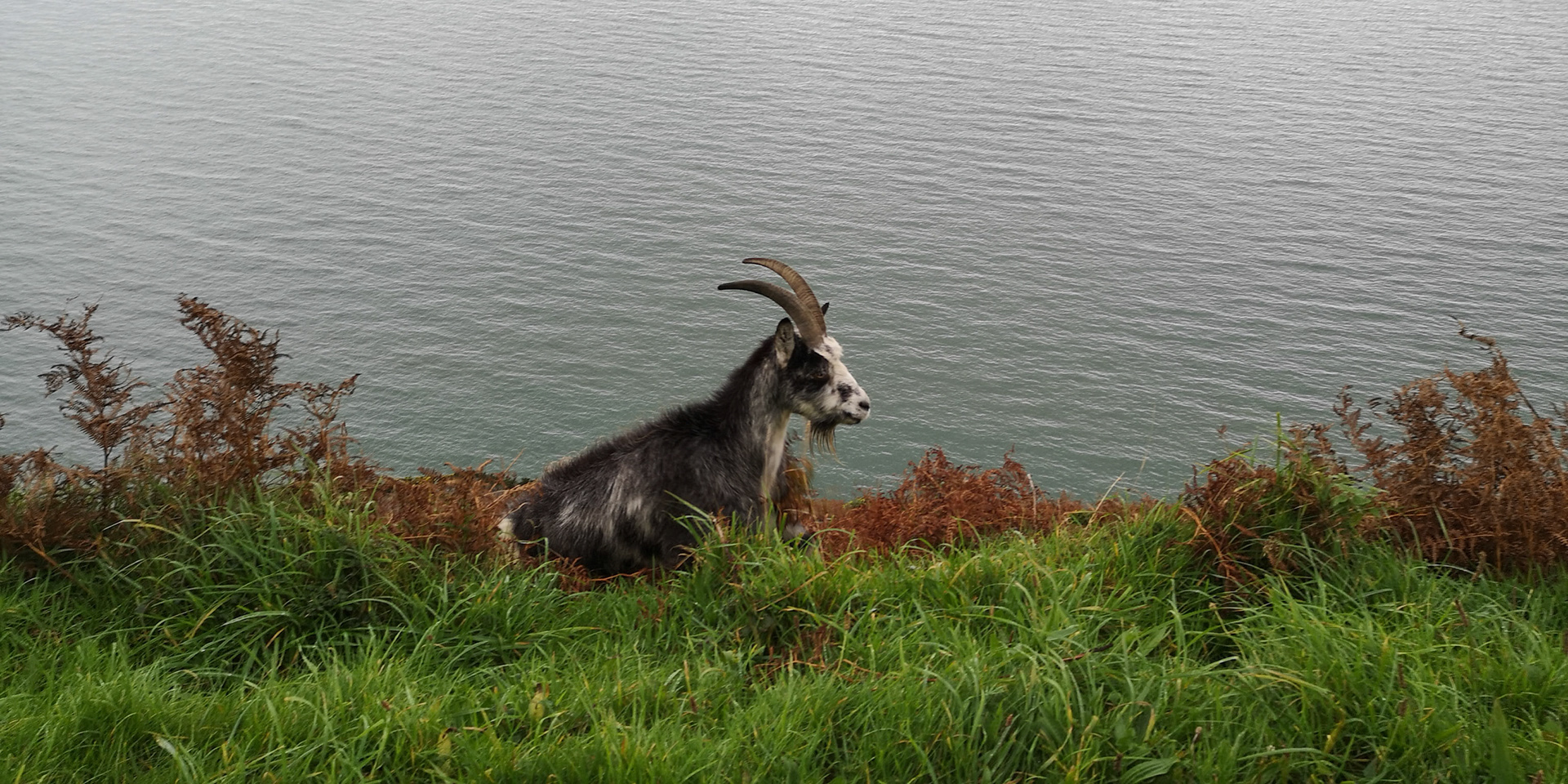 One of many at The Valley of the Rocks