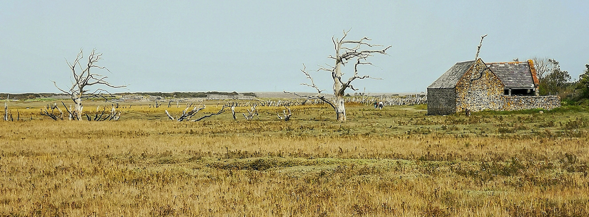 Trees killed by the salt at back of Bossington Beach
