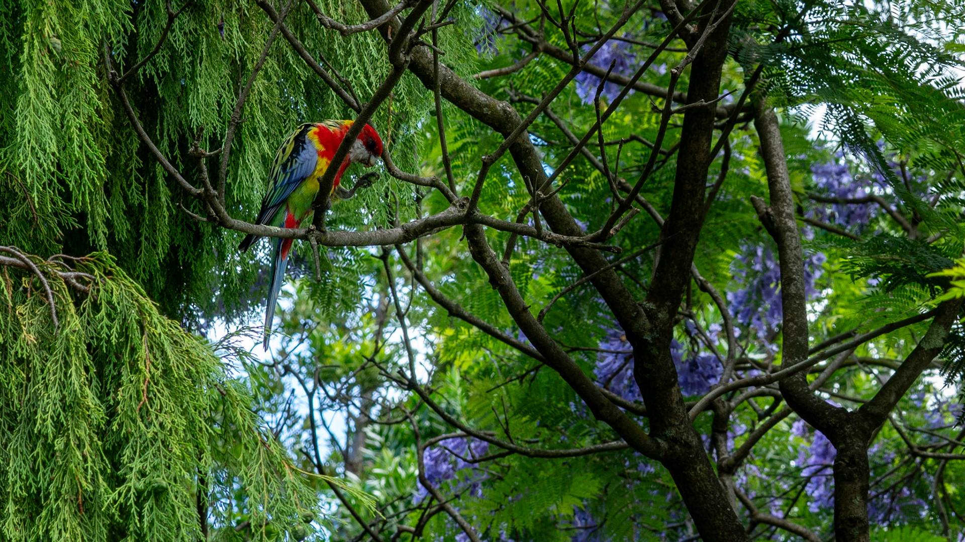 Eastern Rosella, Royal Botanical Gardens, Hobart