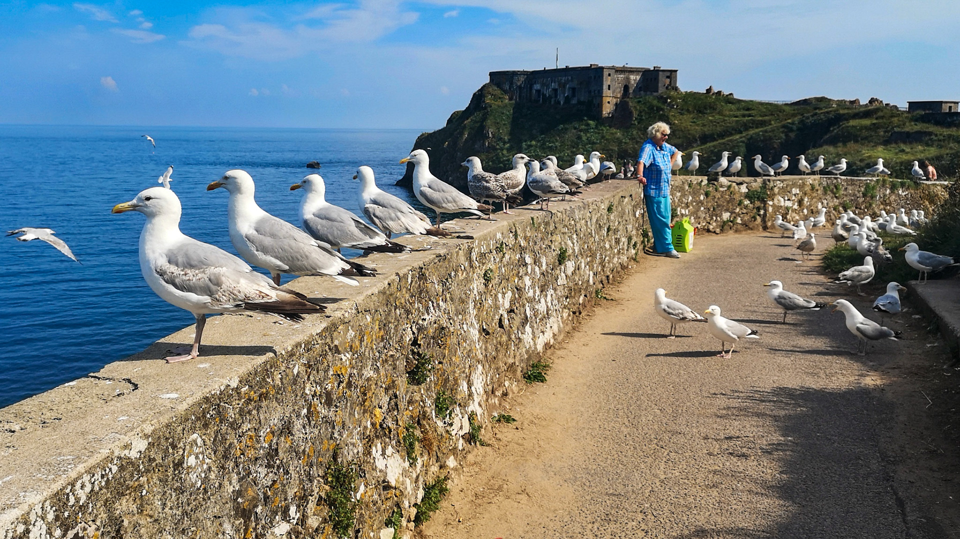 Bird Lady of Tenby