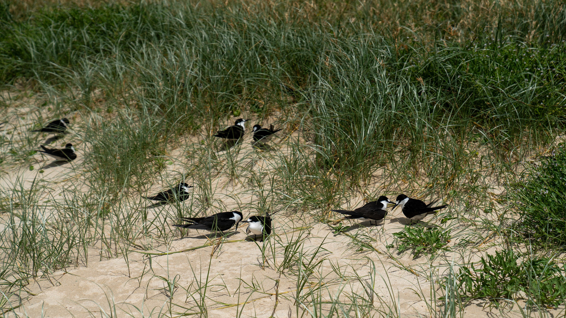 Sooty terns at back of Neds Beach