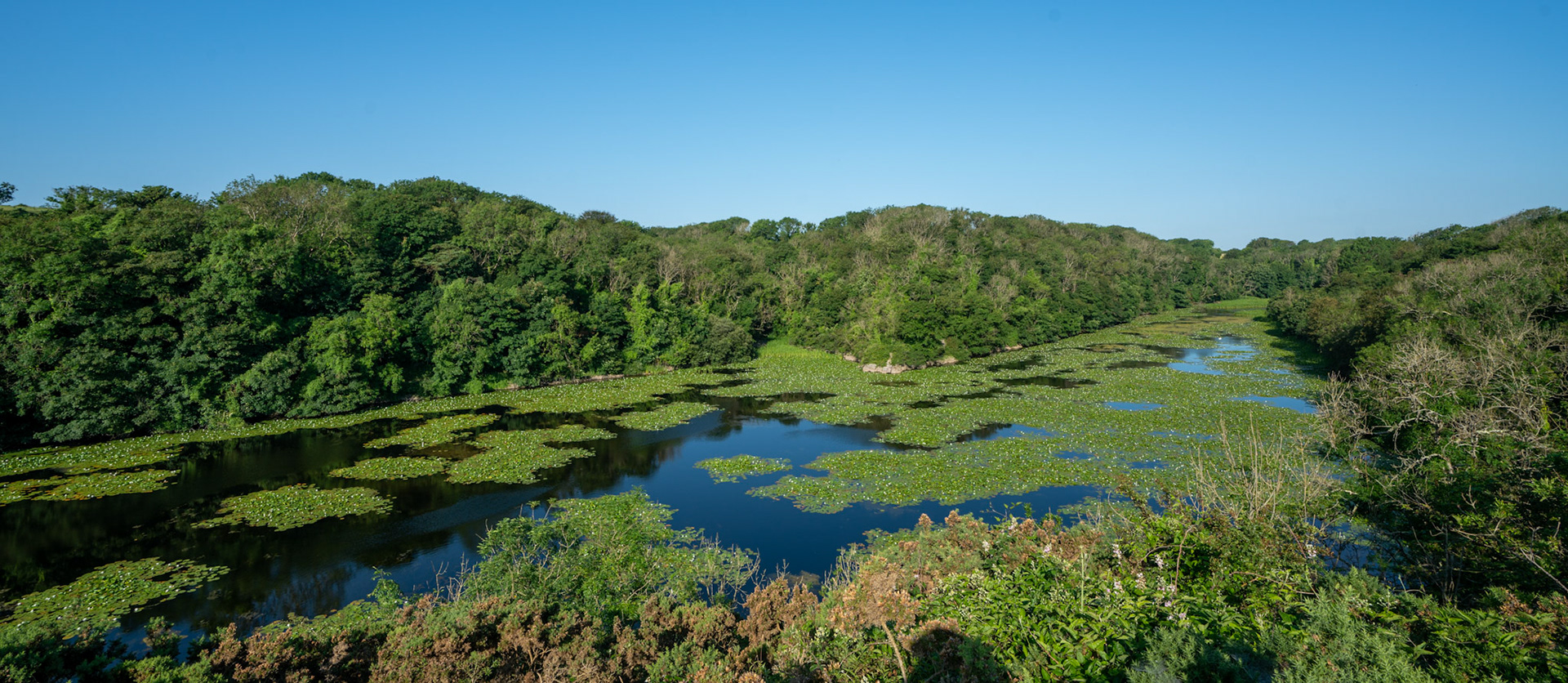 Bosherton Lilly Ponds