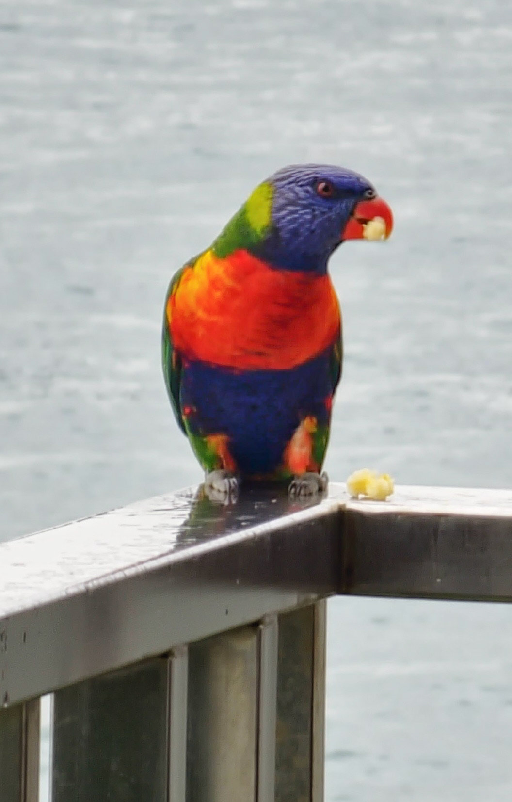 Rainbow Lorikeet