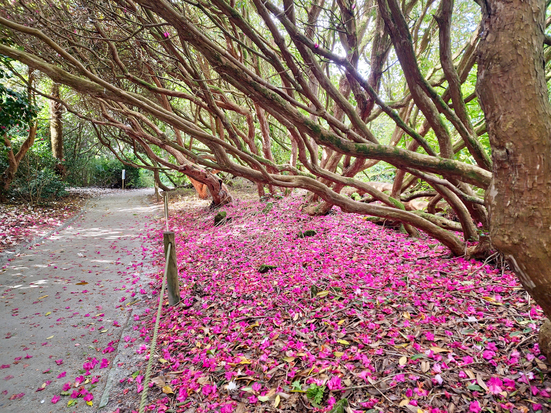 Lost Gardens of Heligan