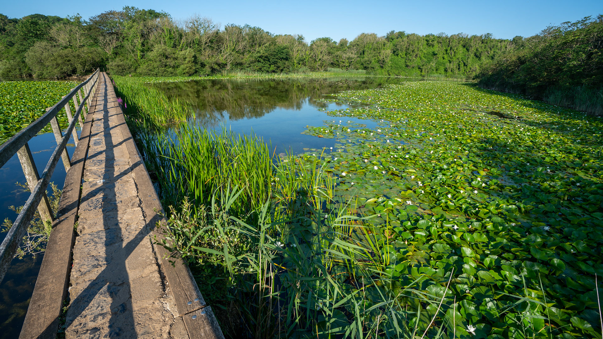 Bosherton Lilly Ponds