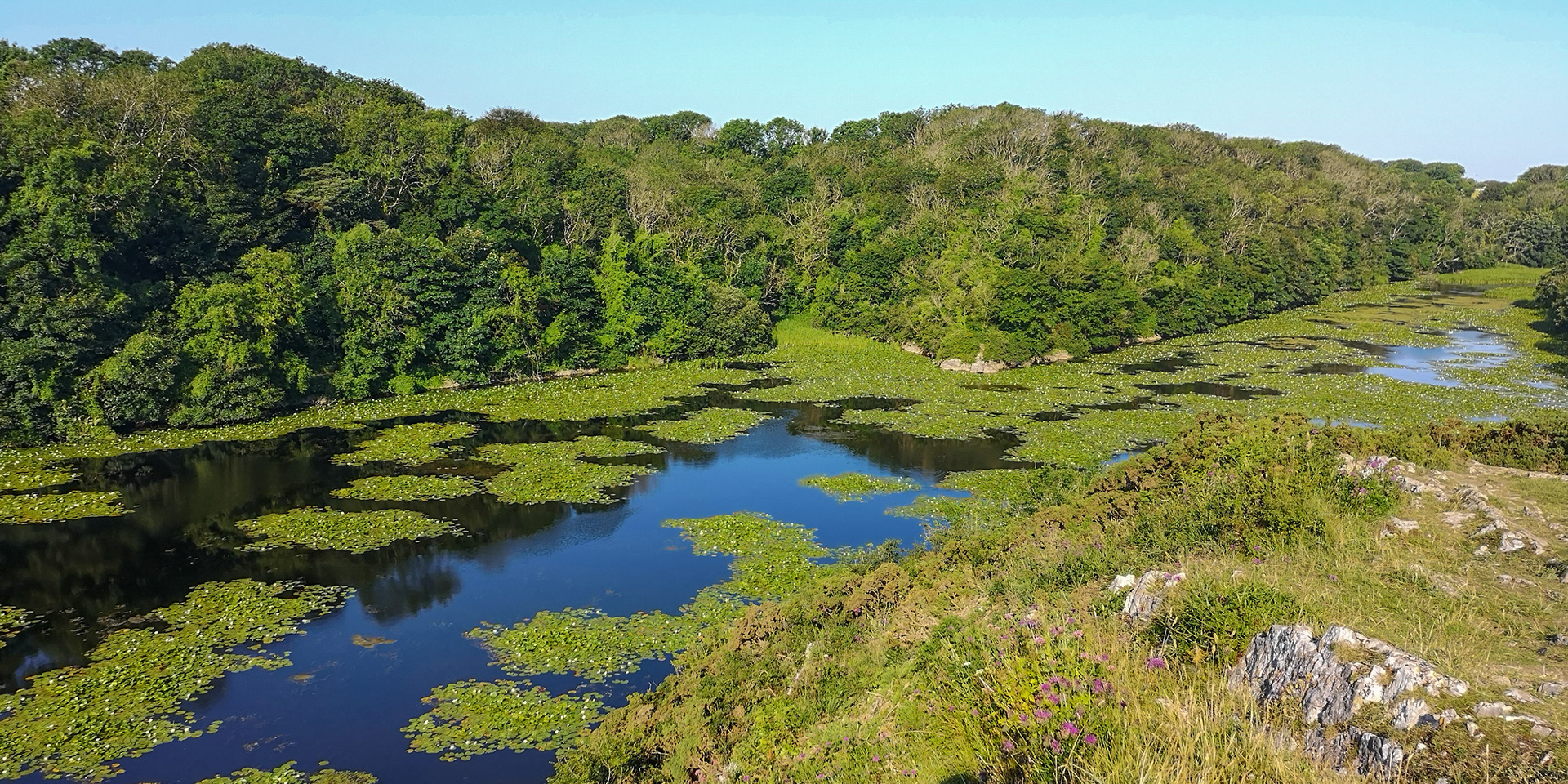 Bosherton Lilly Ponds