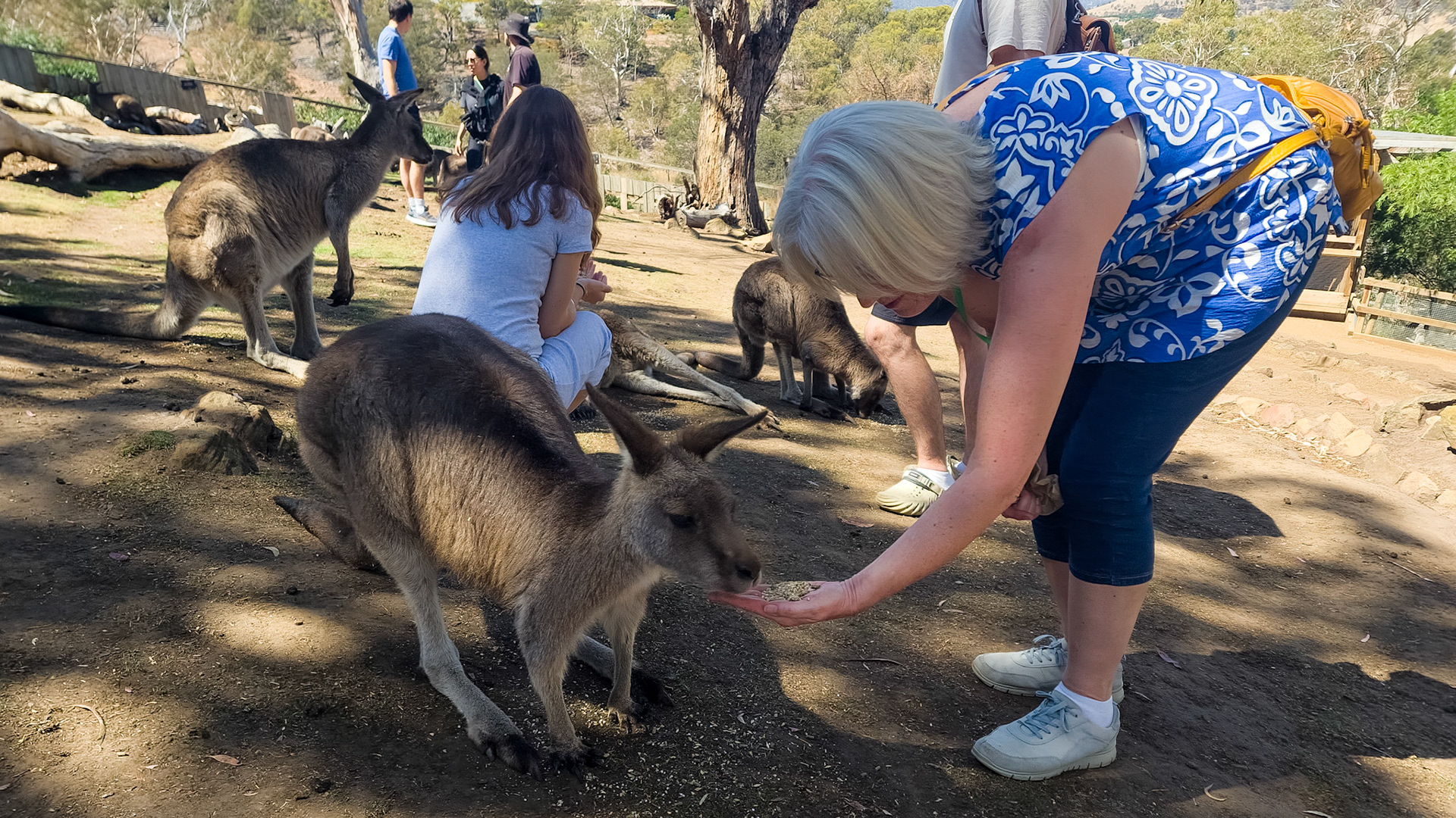 Bonorong Wildlife Sanctuary