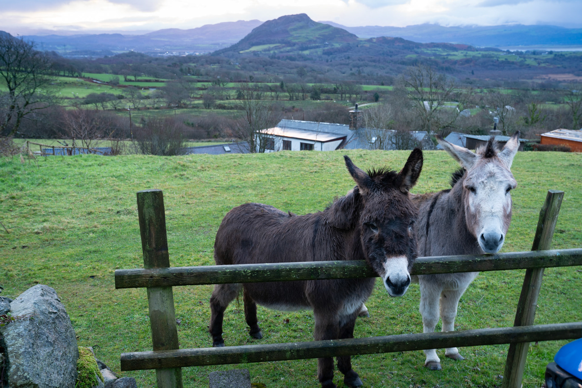 Airbnb resident donkies