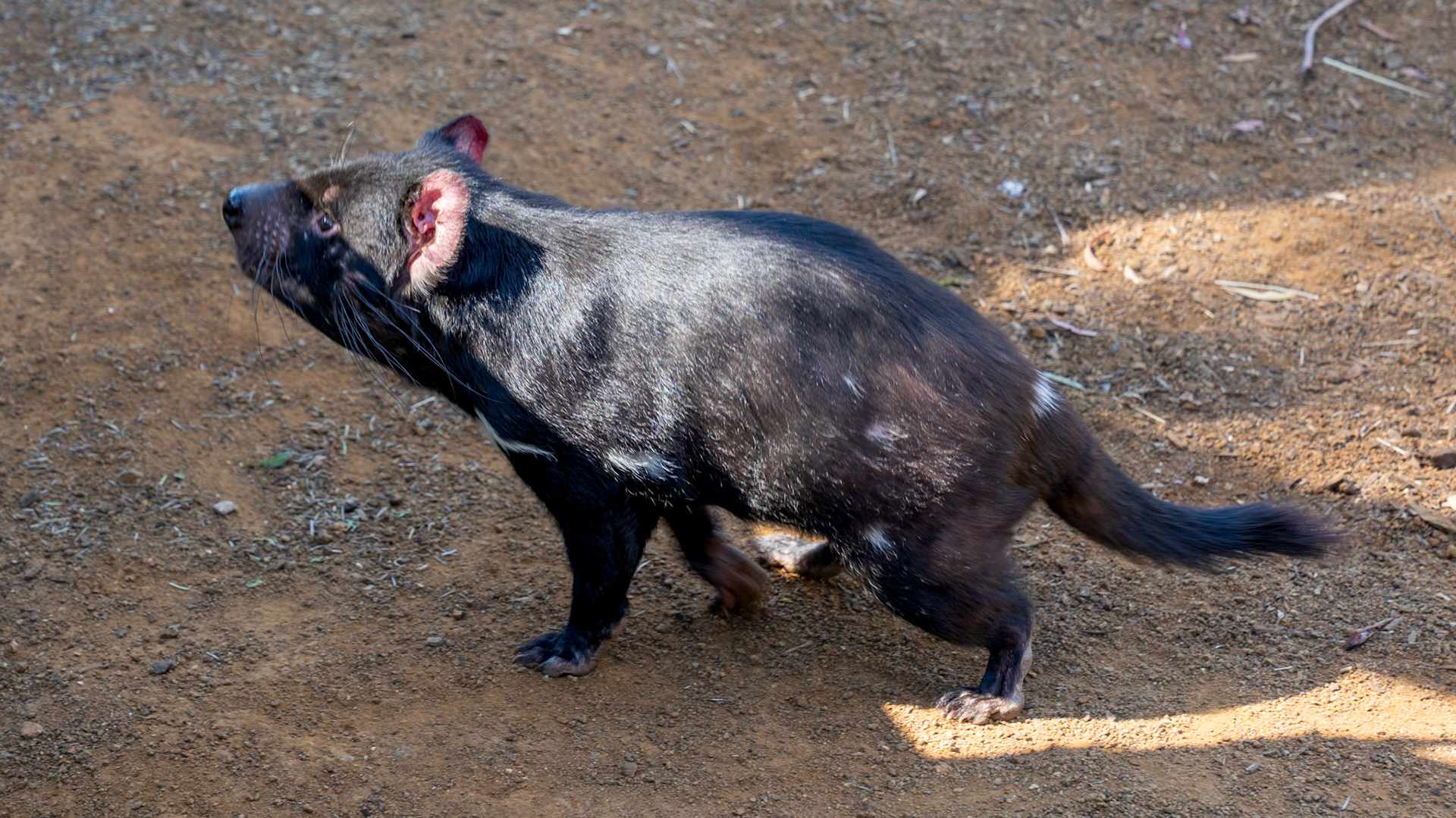 Tasmanian Devil at Bonorong Wildlife Sanctuary