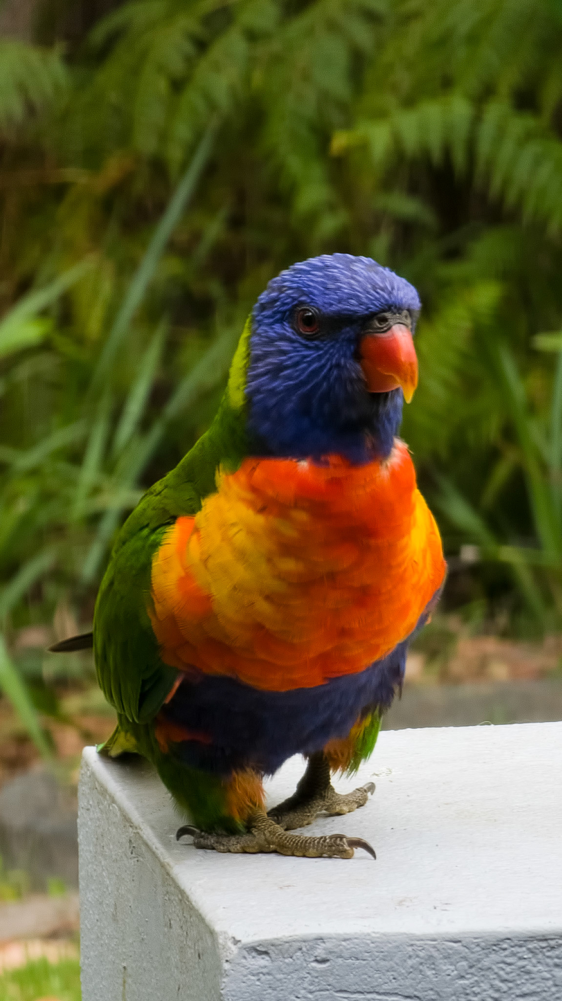 Rainbow Lorikeet