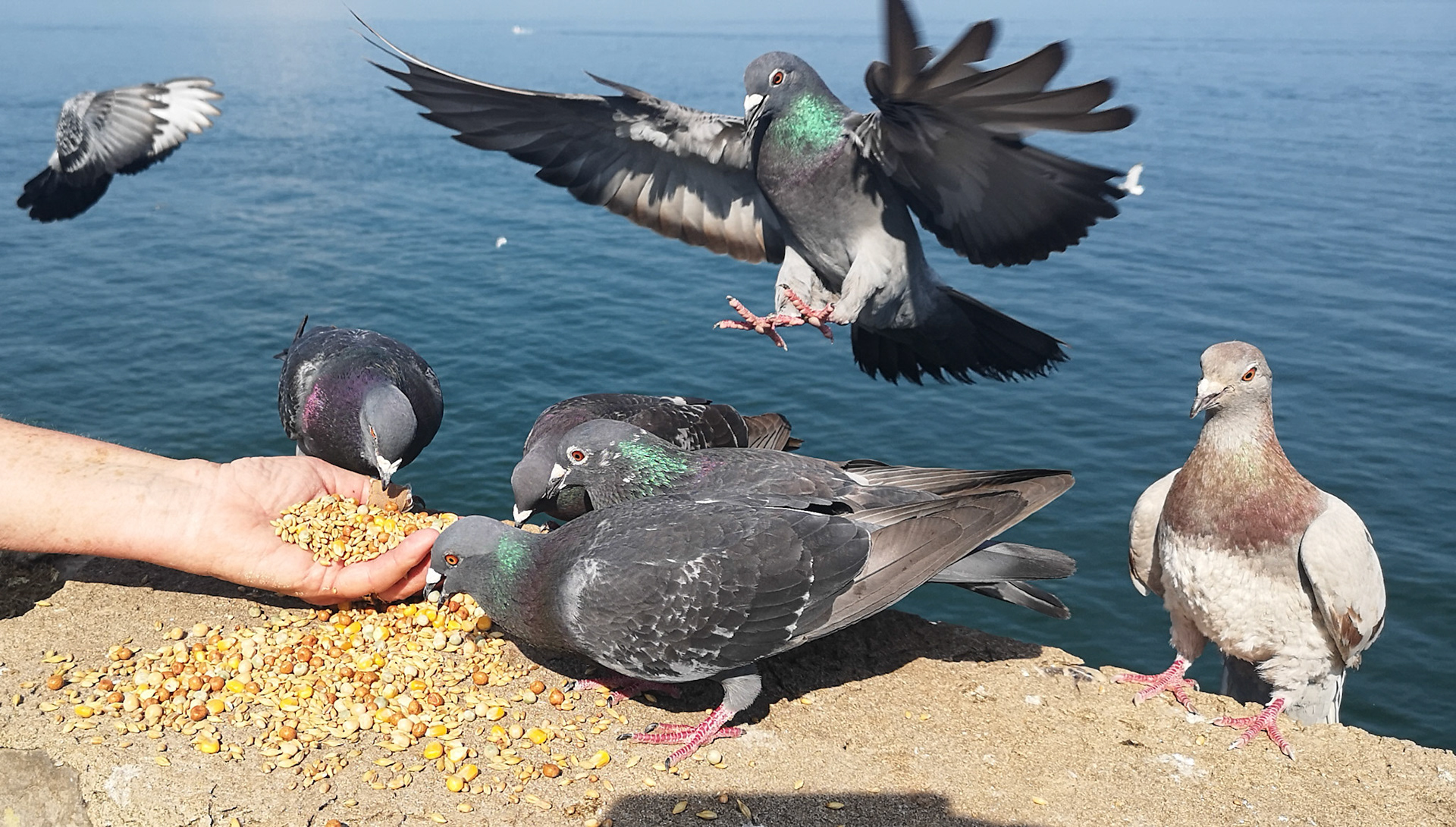 Bird Lady of Tenby
