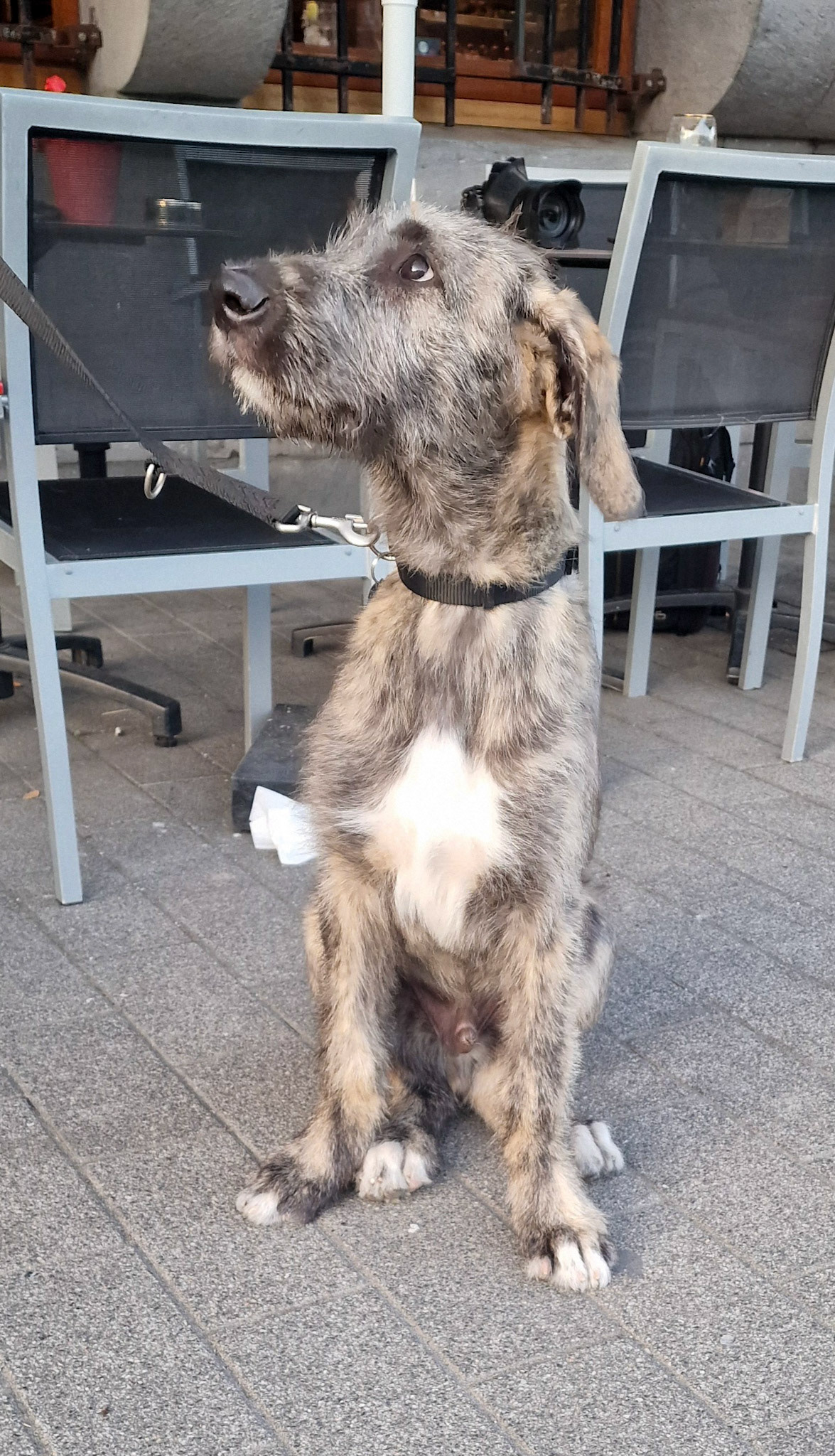 Bushmills, 3 month old Irish Wolfhound