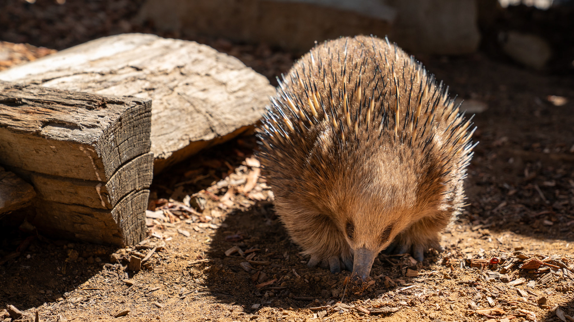 Echidna at Bonorong Wildlife Sanctuary