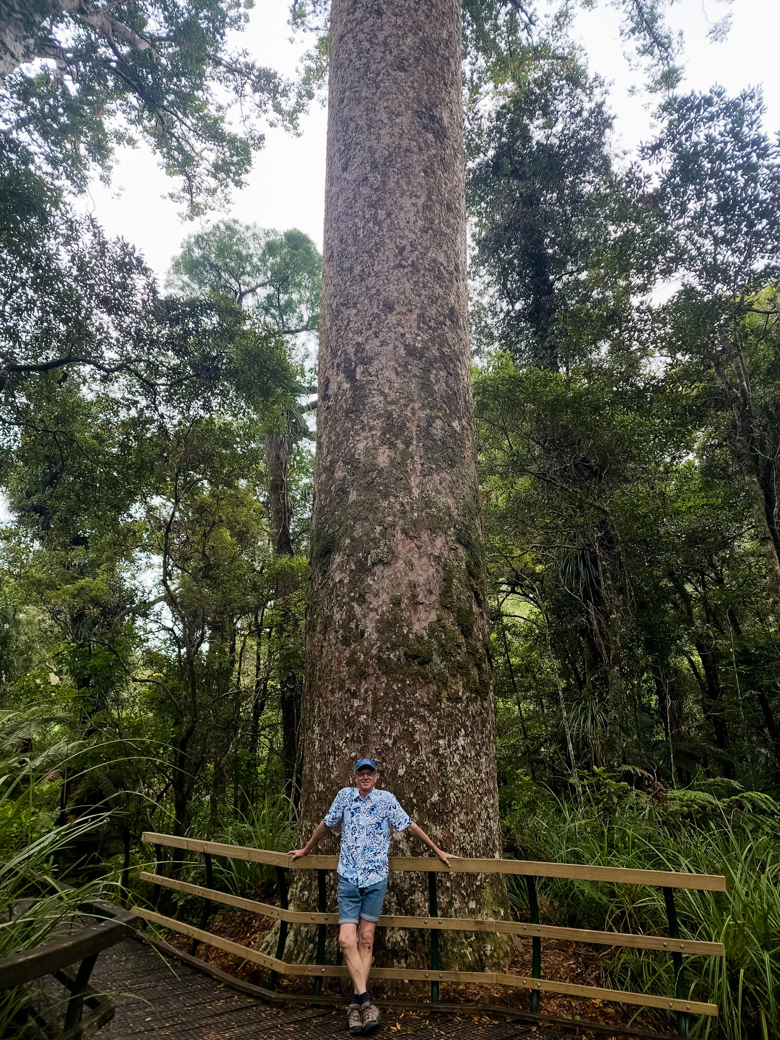 Kauri tree