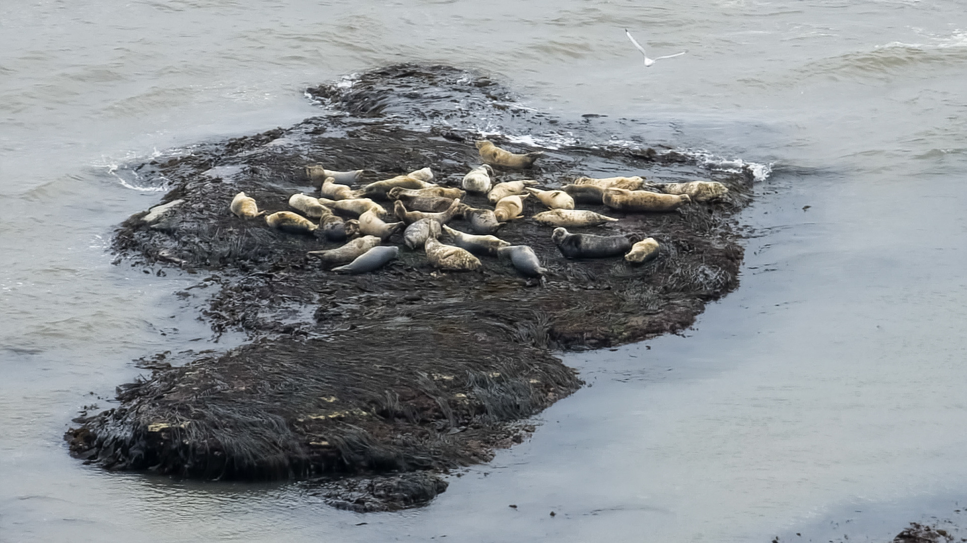 Seals at Flamborough Head