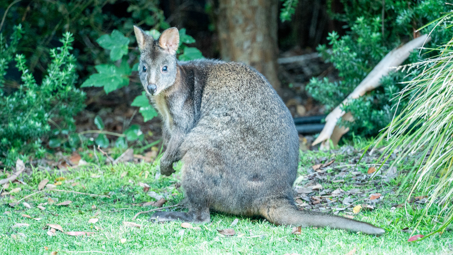 Pademelon