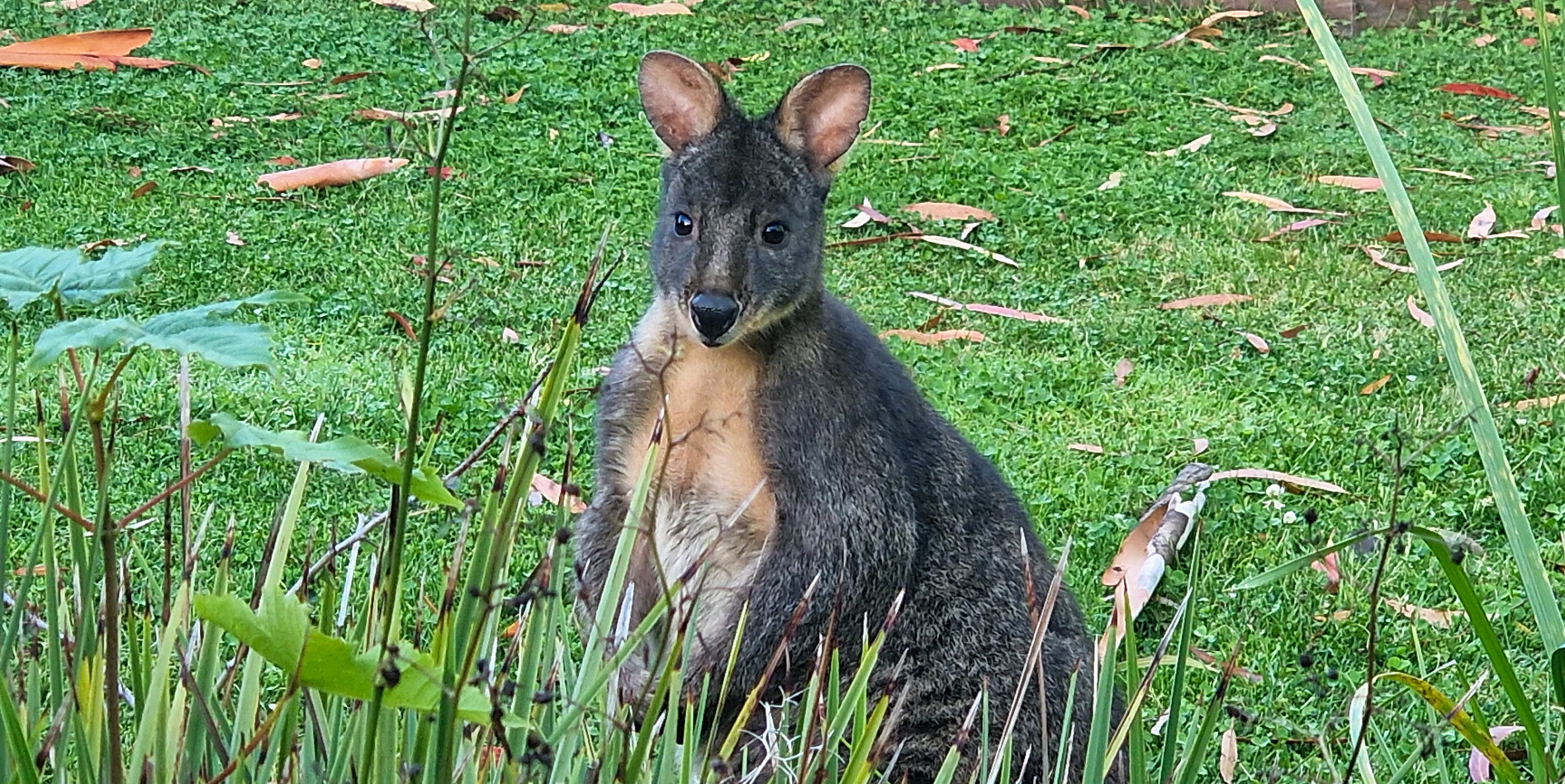 Pademelon in the Airbnb garden