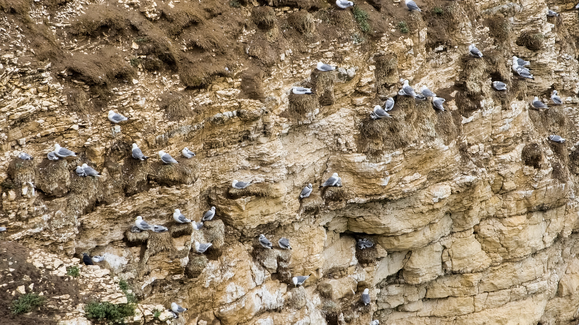 Kittiwakes at Flamborough Head