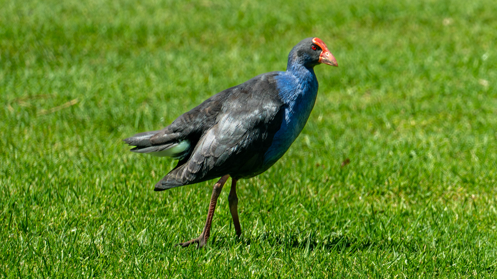 One of many pukekos at Tawharanui regional Park