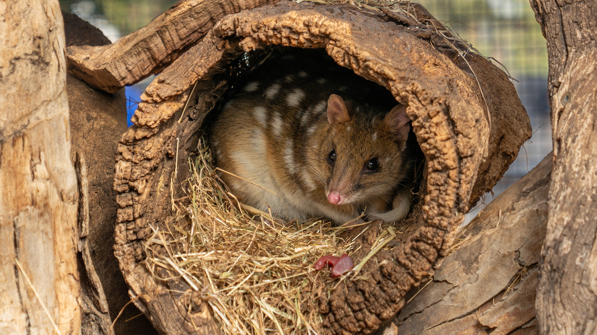 Spotted Quoll at Bonorong Wildlife Sanctuary