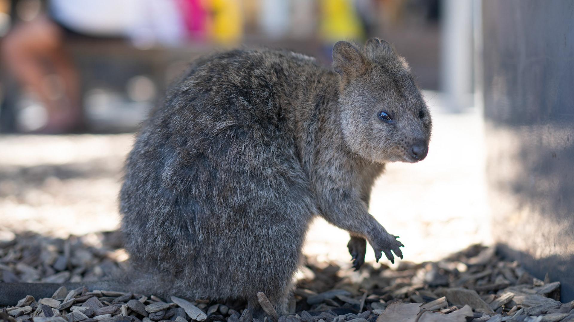 Quokka