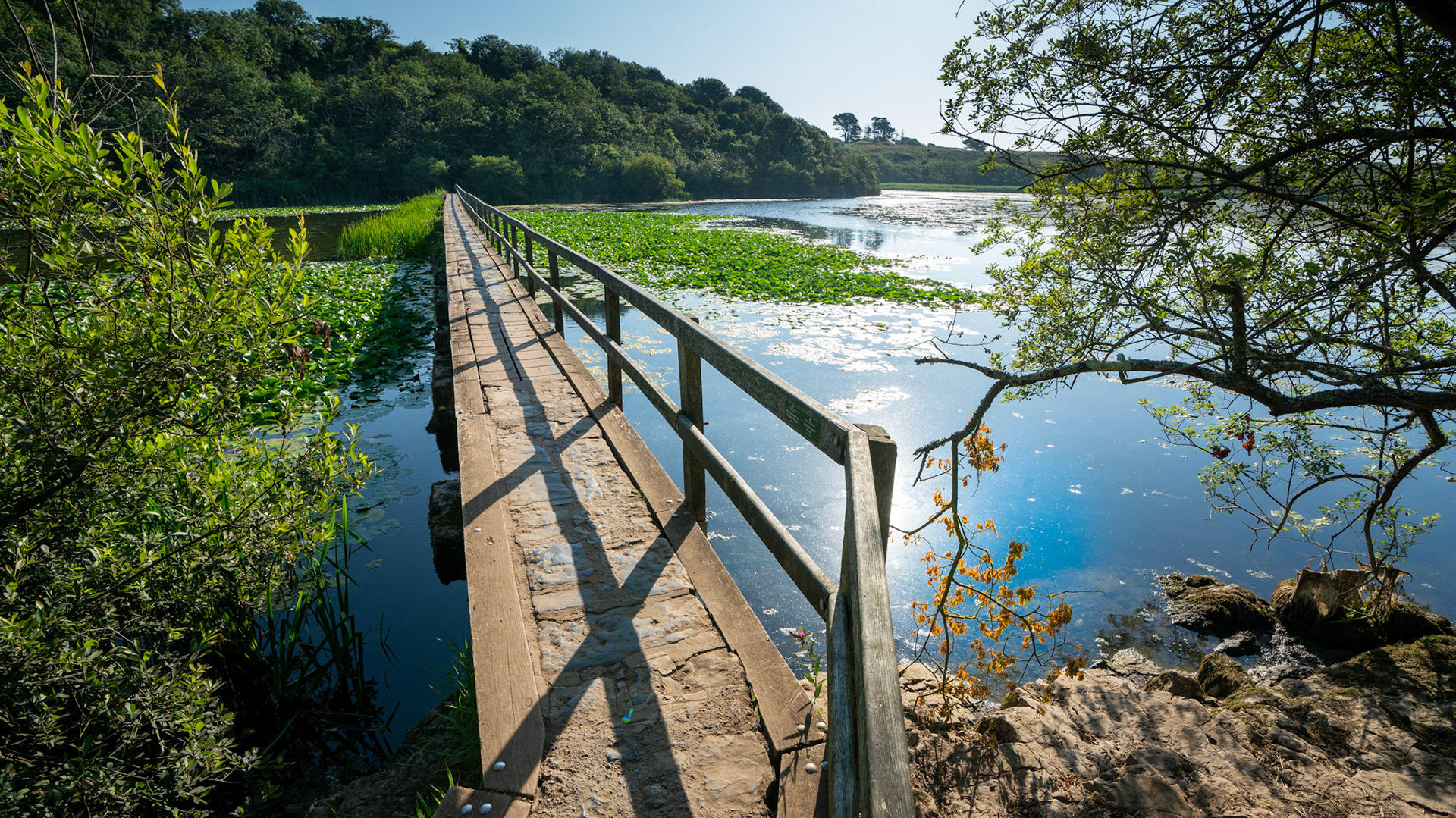 Bosherton Lilly Ponds