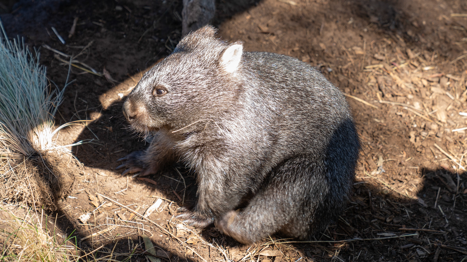 Wombat at Bonorong Wildlife Sanctuary
