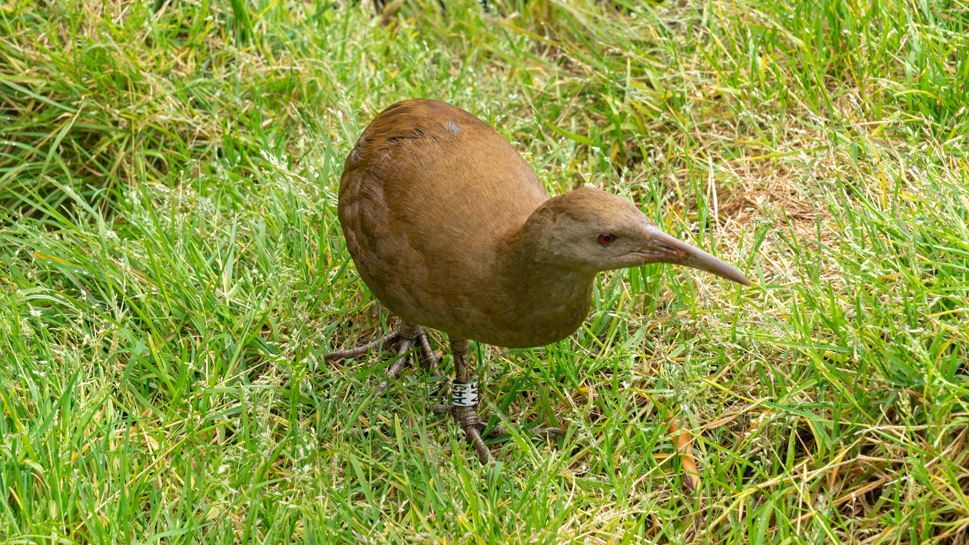 Wood Hen, numbers were as low as 30 once!