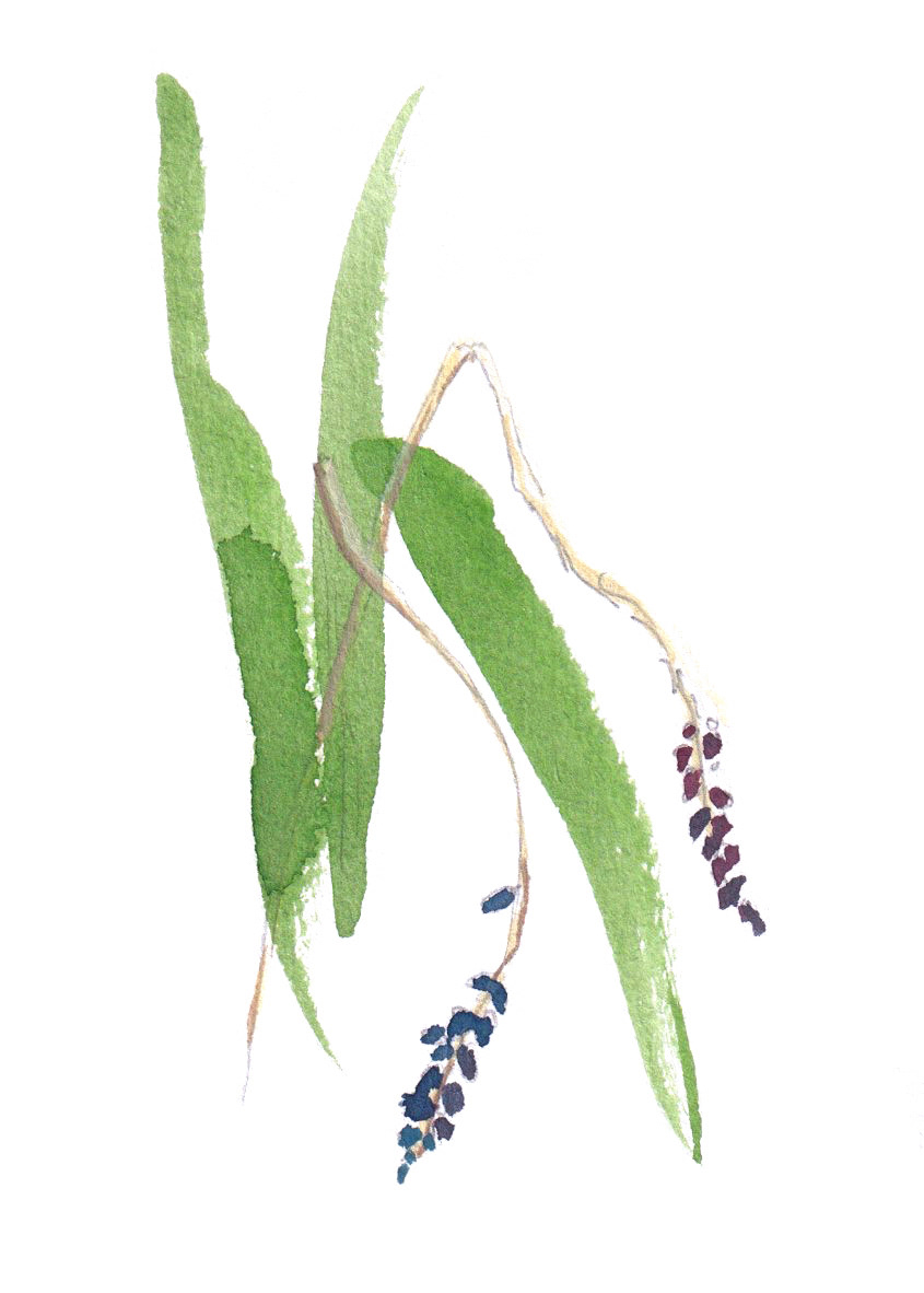 watercolor green and purple flower