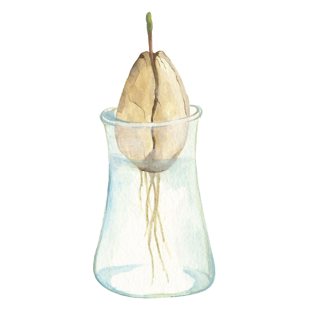 illustration of avocado seed