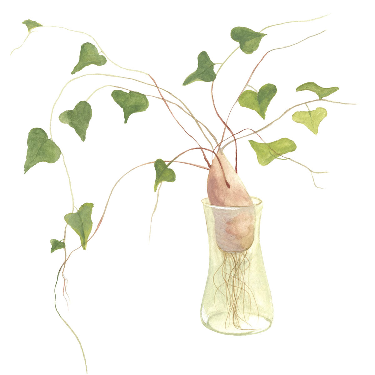 illustration of sweet potato