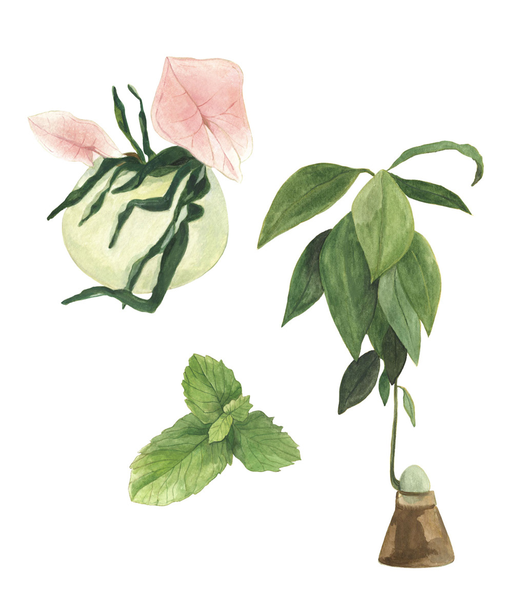 illustrations of plants for the brand Biofeelia