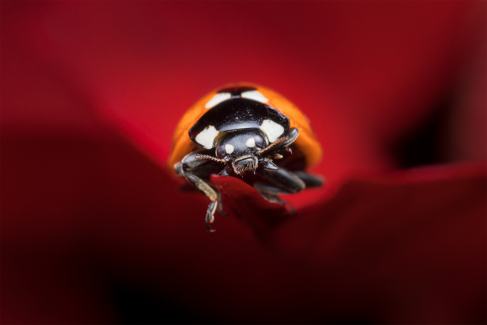 Coccinella - Ladybug