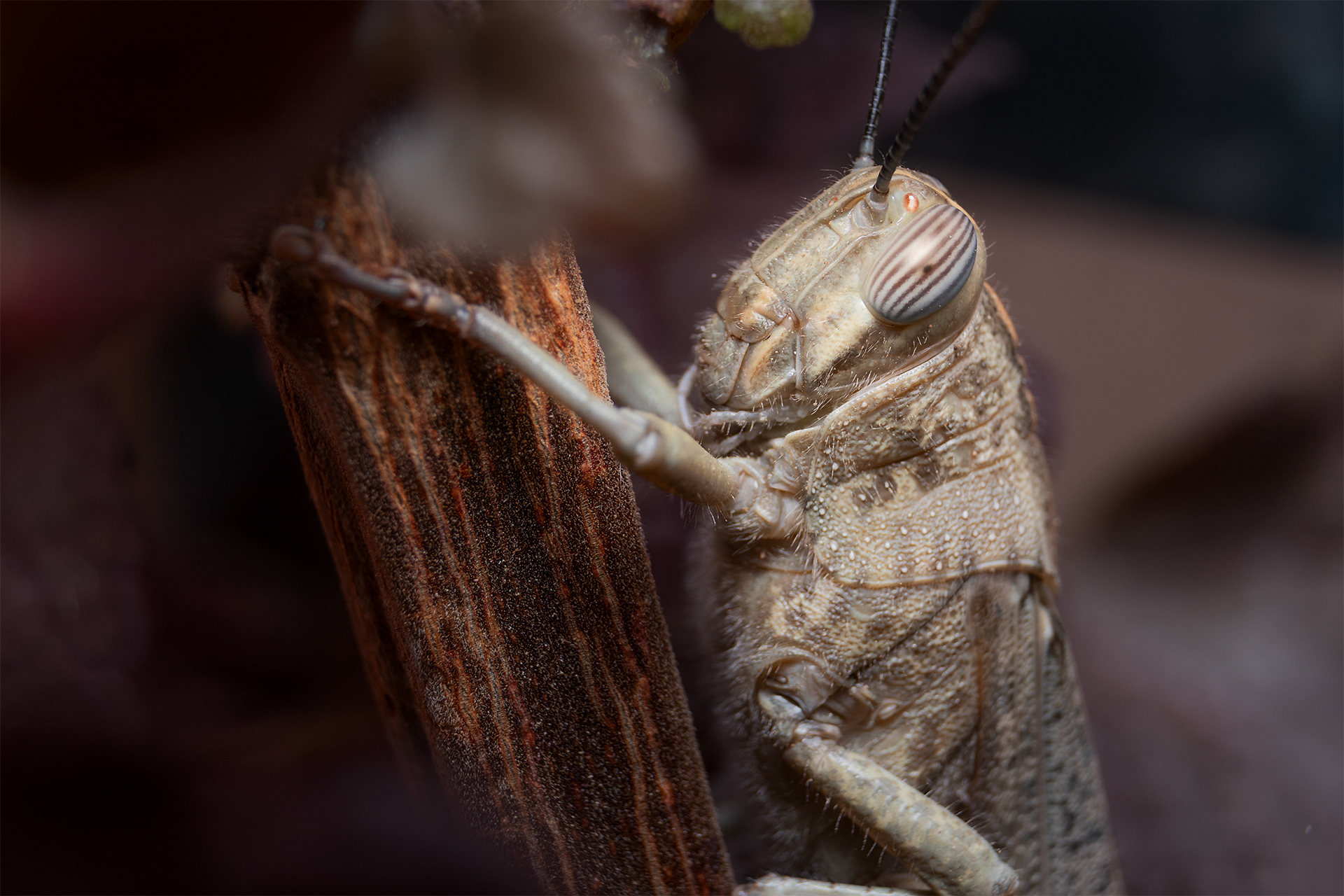 Cavalletta - Grassoppher