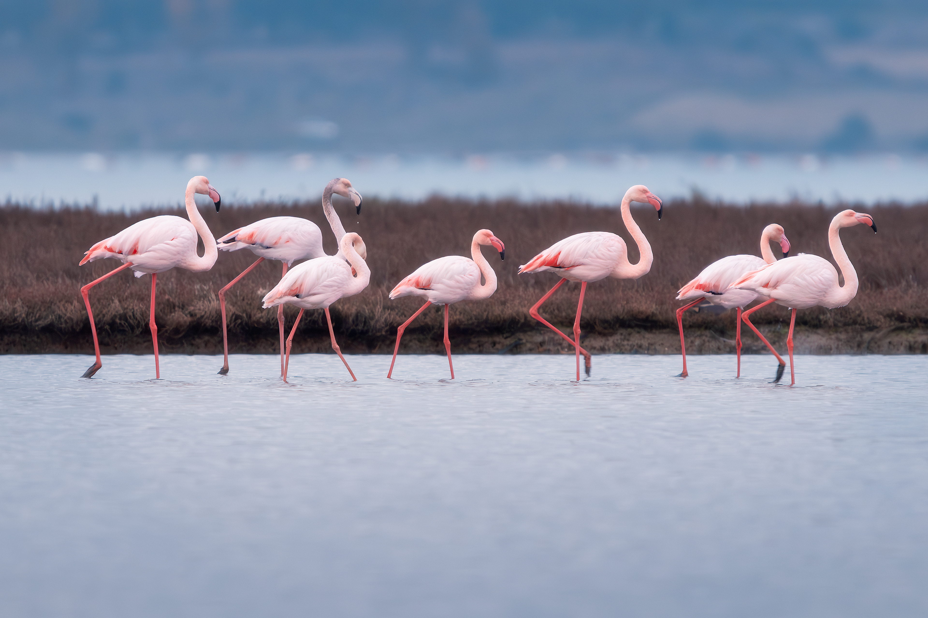 Fenicotteri nella riserva naturale di Taranto