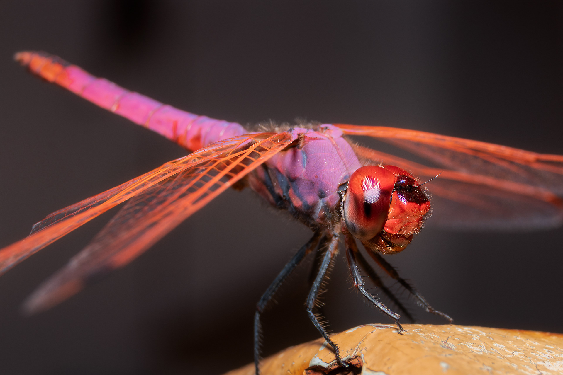 Libellula rossa - Red Dragonfly