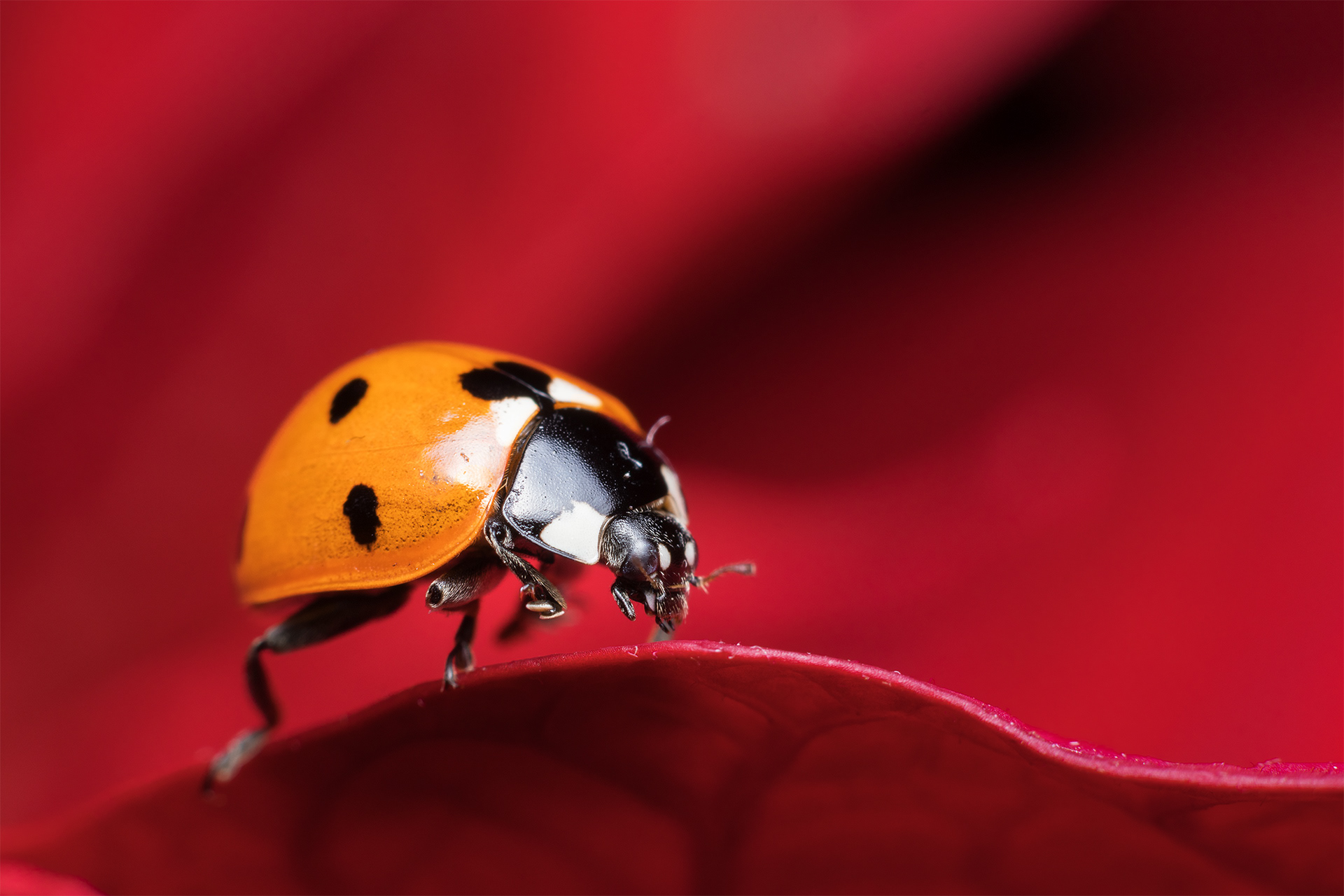 Coccinella - Ladybug