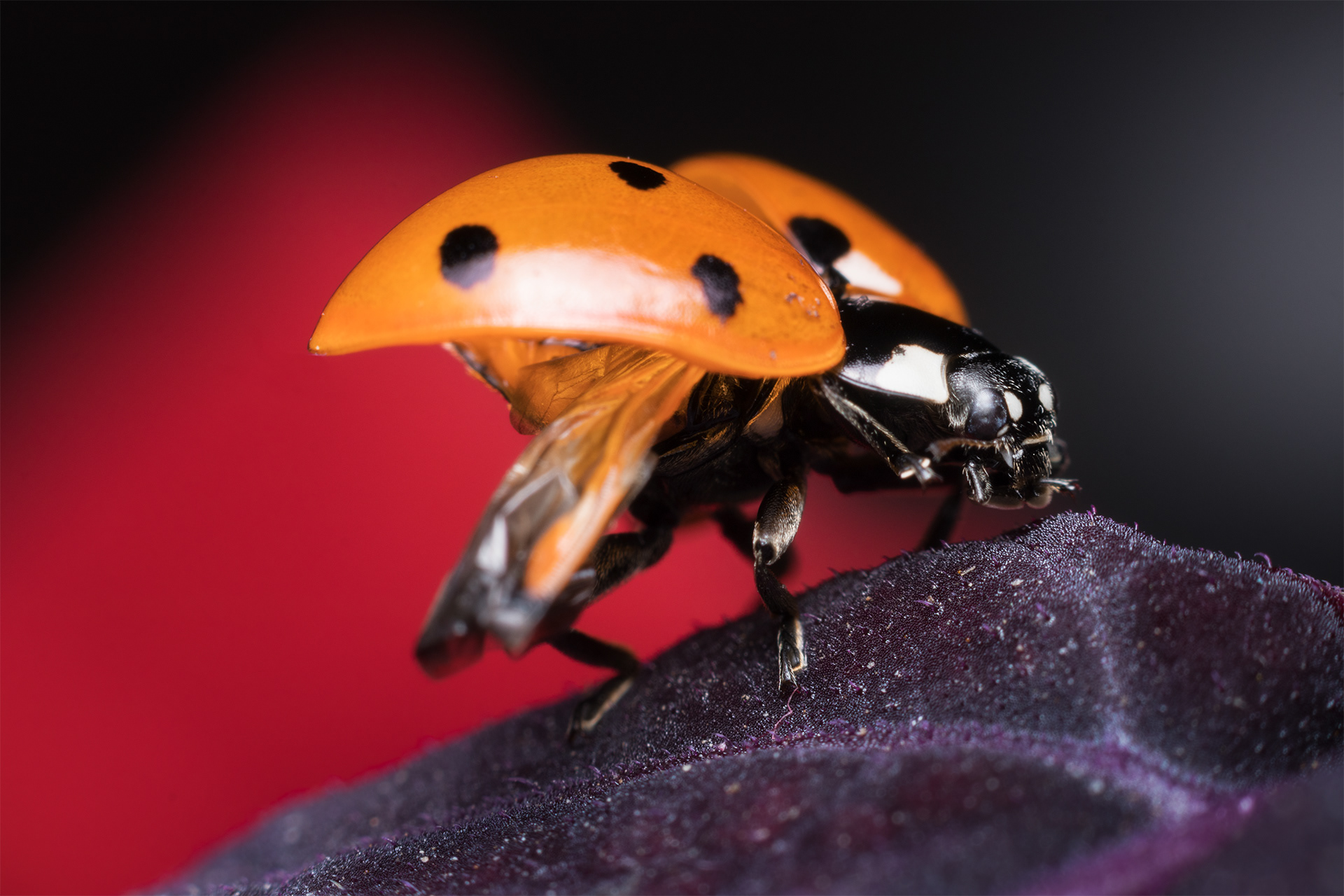 Coccinella - Ladybug