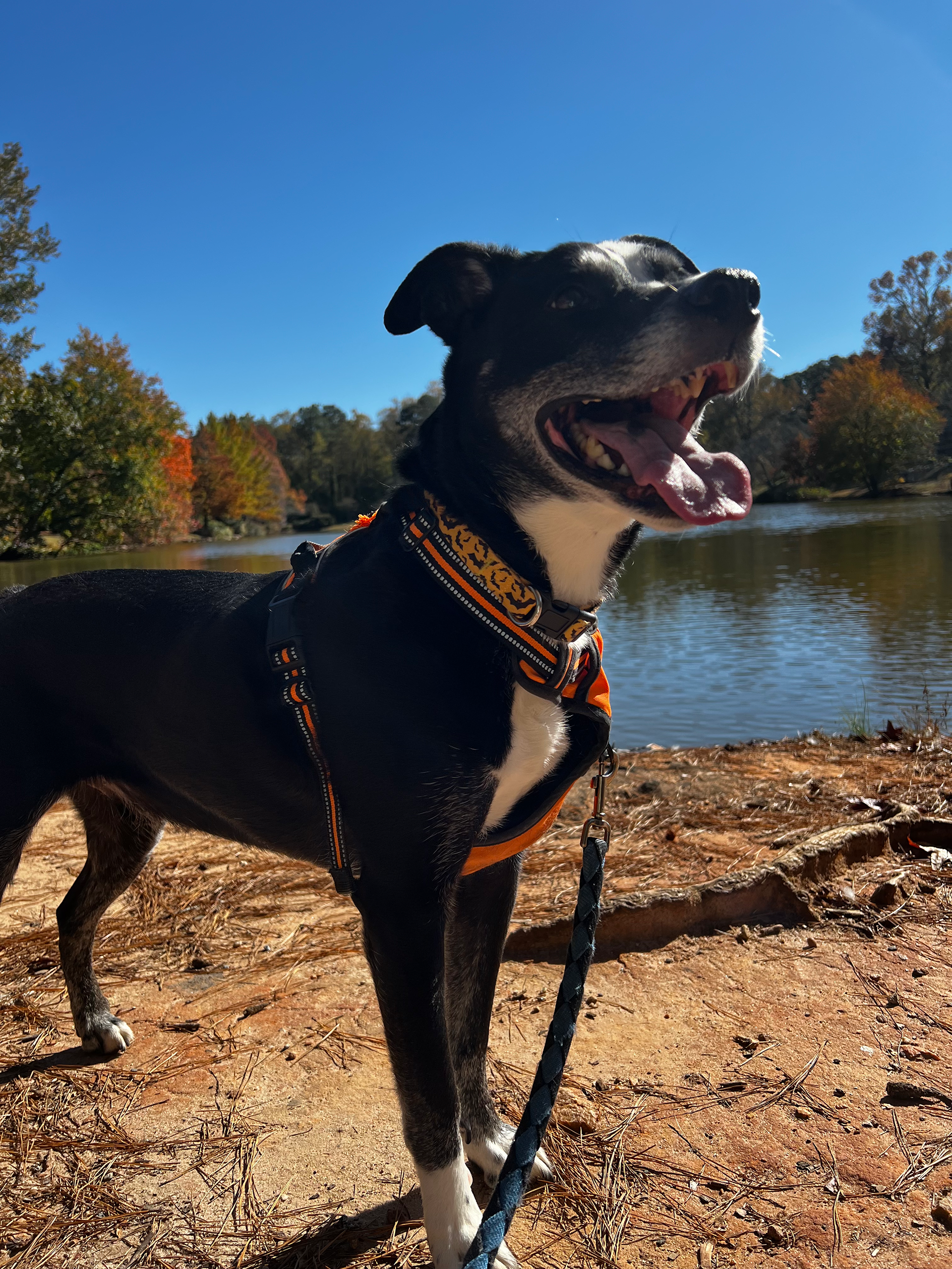Koda