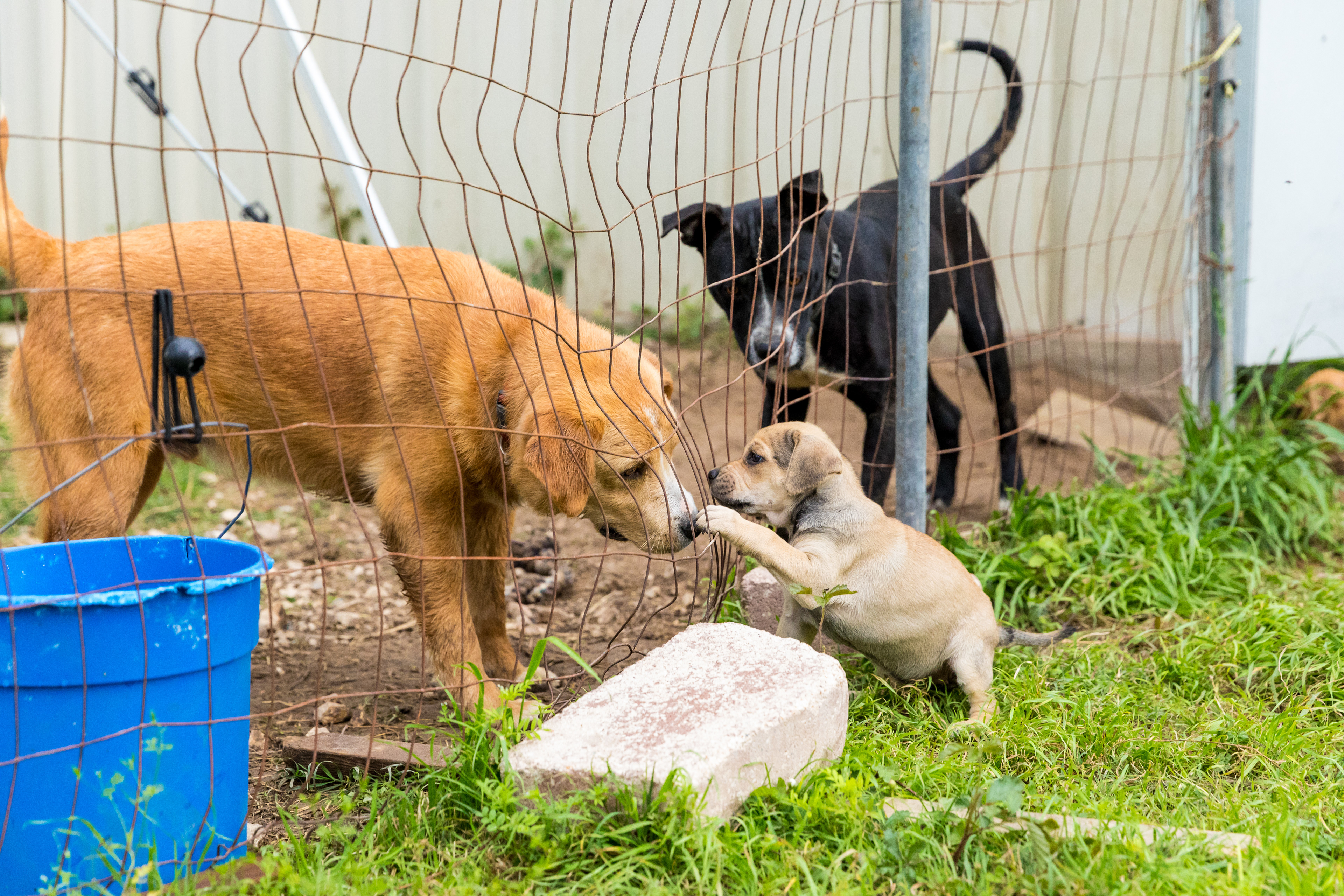 Southwood Animal Clinic Rescued Dogs (Lufkin, TX) 2018 May Issue