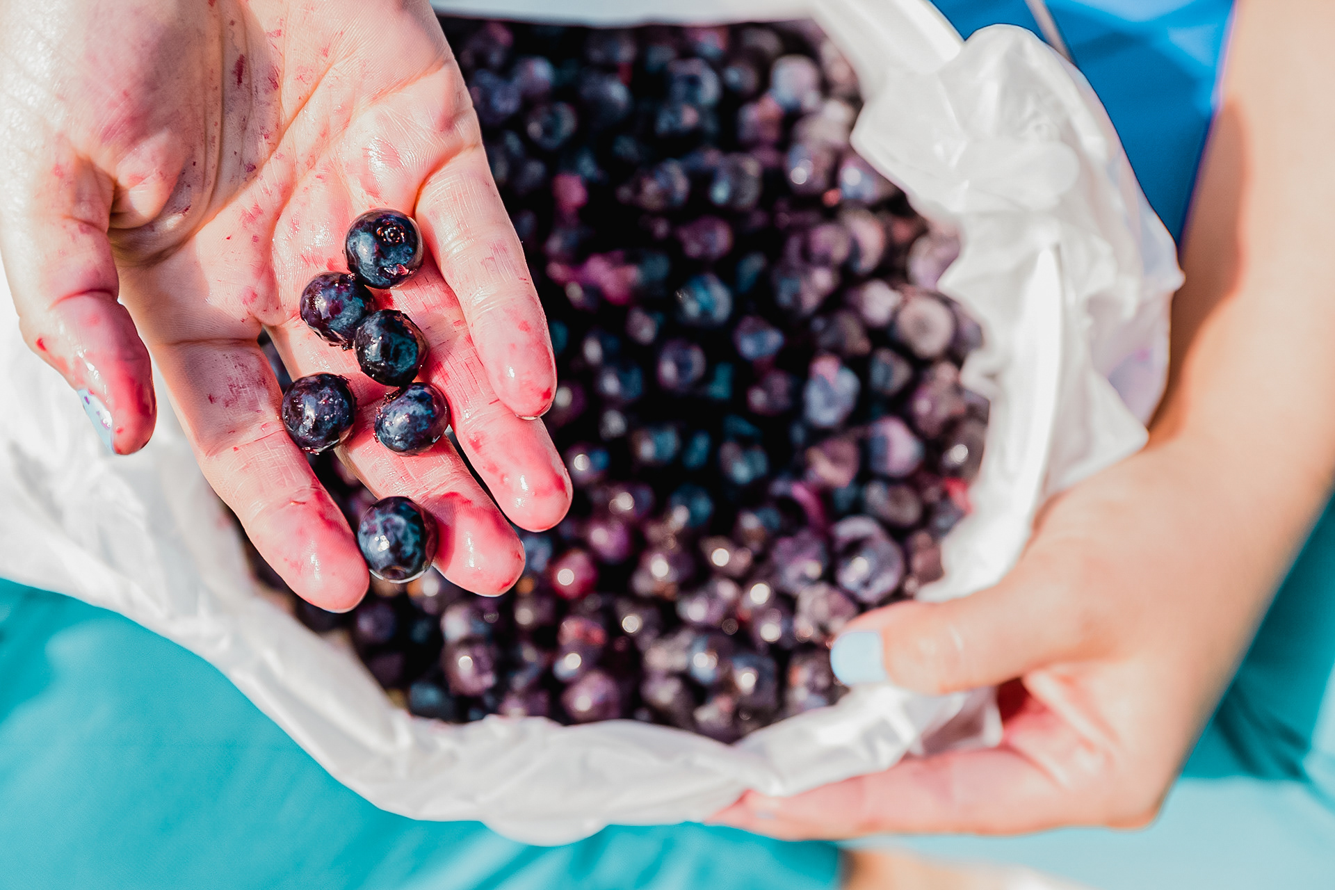 Blueberries shot for Charm East Texas Magazine June 2018 issue. (The Blueberry Place - Nacogdoches, TX) 