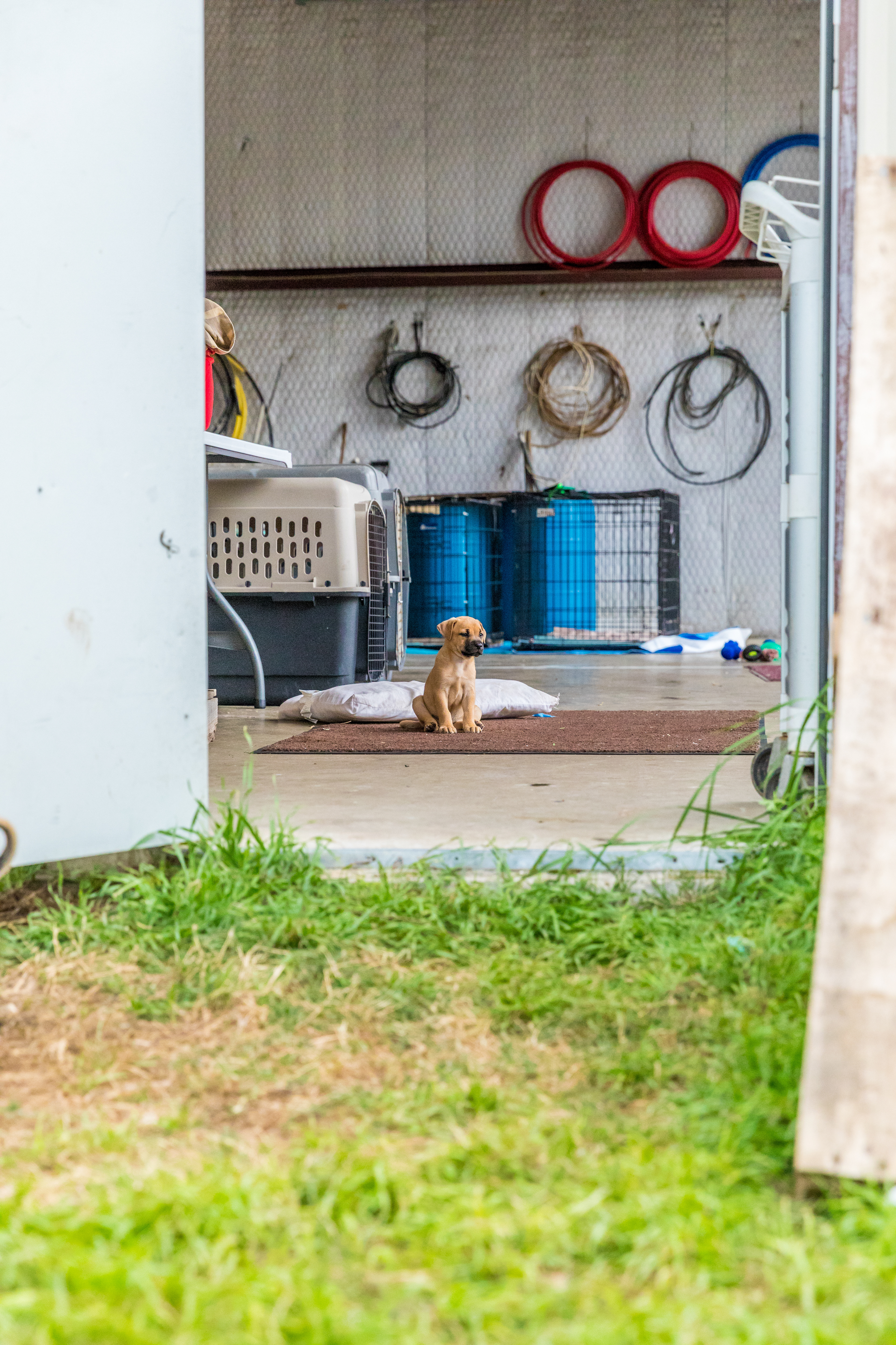 Southwood Animal Clinic Rescued Dogs (Lufkin, TX) 2018 May Issue