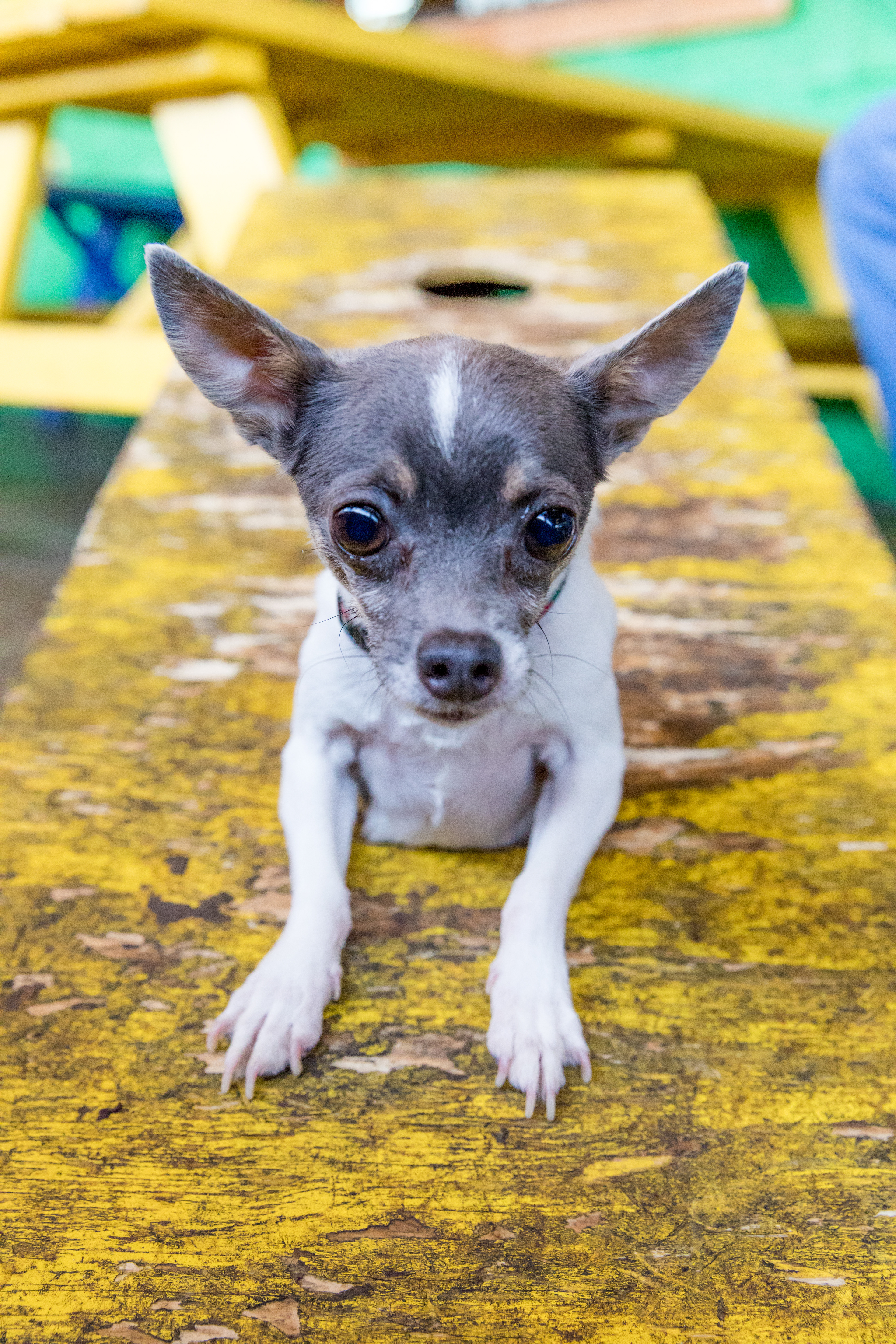 Fuzzy's Taco Shop: Dog Friendly Dining (Nacogdoches, TX) 2018 March Issue