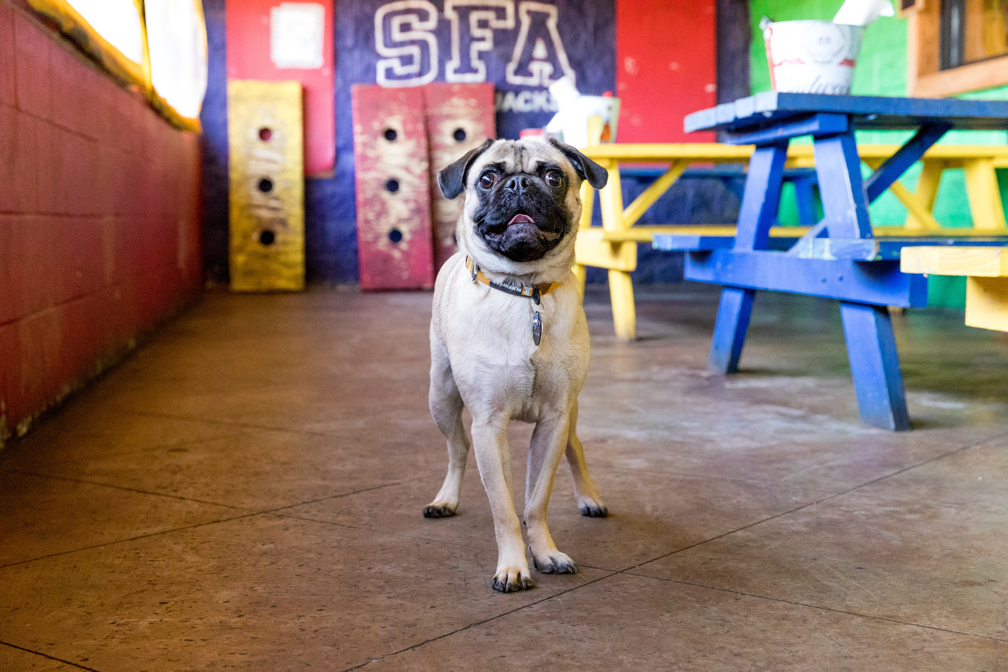 Fuzzy's Taco Shop: Dog Friendly Dining (Nacogdoches, TX) 2018 March Issue