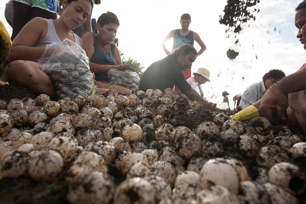 OSTIONAL, Guanacaste Prov., Costa Rica--Local residents process eggs laid by Olive Ridley sea turtles on the town's black-sand beach.
